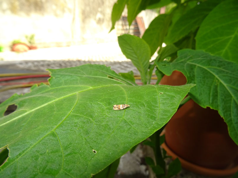 Celypha flavipalpana - Tortricidae